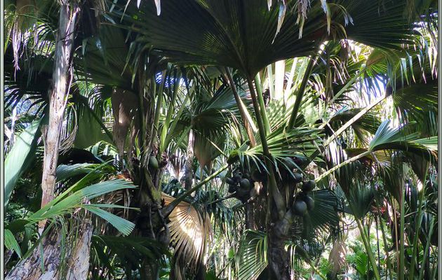 Vallée de Mai : la curiosité locale, le Cocotier de mer (Lodoicea maldivica), palmier endémique - Praslin - Seychelles