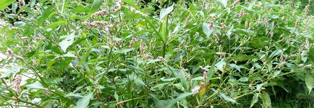 Polygonum persicaria - Persicaria maculosa   -   renouée persicaire