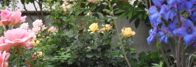 Toujours mes belles. 