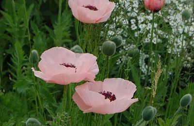Que faire en novembre au jardin ?