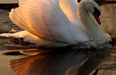 Le cygne