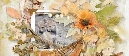 Autumn Glow