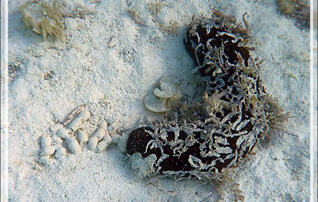 Le caca de l'holothurie - Moorea - Polynésie française