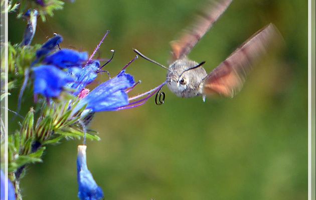 Moro-sphinx ou sphinx colibri (Macroglossum stellatarum) - La Couarde-sur-Mer - Ile de Ré - 17
