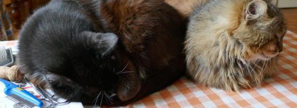 Missions de chat ... ou mission de chats ?