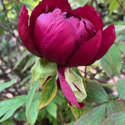 Pivoine de Bagatelle !