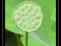 Fruits de Lotus Sacrés 