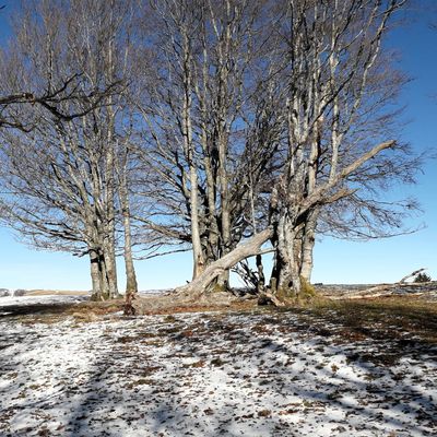 Journal, extraits des jours J+419 et +420, les 29 et 30/12/2019