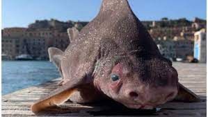 Un poisson-cochon ... 
