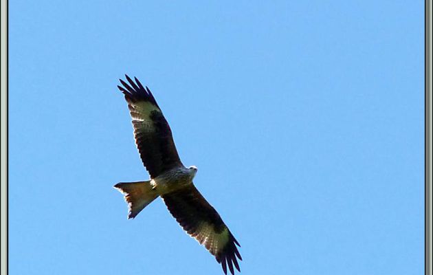 Milan royal (Milvus milvus) - Milhas - 31