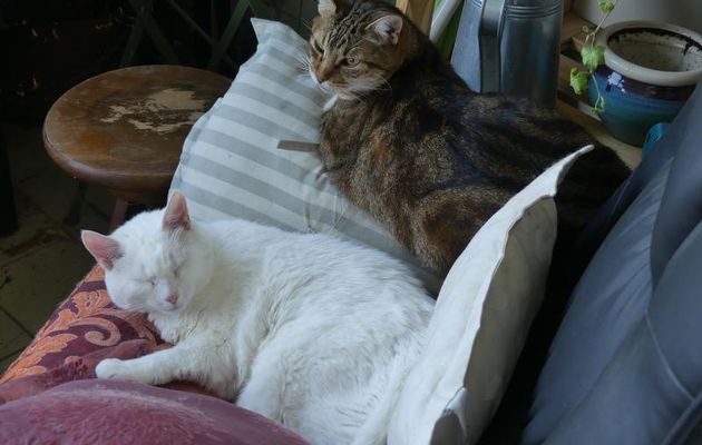 DES ROSES ET DES CHATS