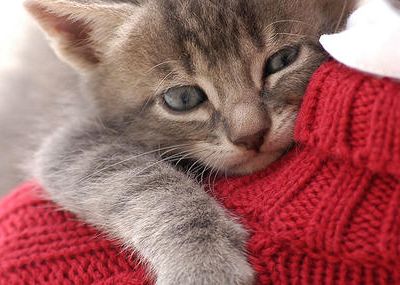 La mission du chat