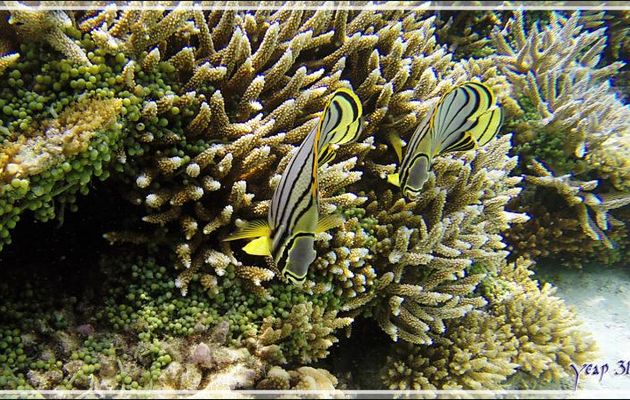 Poissons-papillons de Meyer, Scrawled butterflyfish or Meyer's butterflyfish (Chaetodon meyeri) - Snorkeling à Athuruga - Atoll d'Ari - Maldives