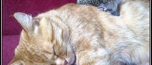 La chatte et les petits hérissons