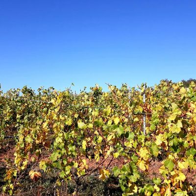 Dans les vignes à l'automne... dans le Beaujolais