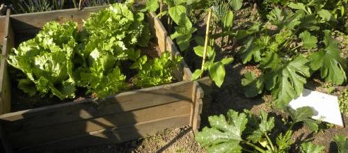 Les délices du jardin