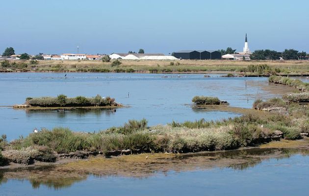 Ars en Ré et son clocher vus des marais - Ile de Ré - 17
