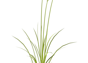 Ѽ Vegetation 