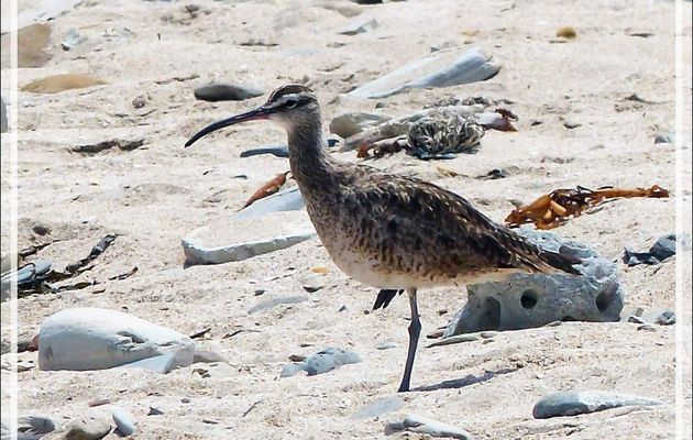 Courlis corlieu (Numenius phaeopus) - Playa Yumaque - Réserve de Paracas - Pisco - Pérou
