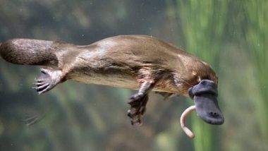 Drôles de Bestioles ... 