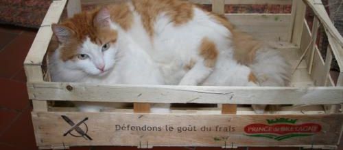 Récréation féline ..