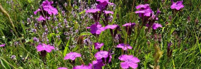 Dianthus seguieri subsp. pseudocollinus  -  oeillet sylvestre