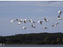 Spatules blanches - Platalea leucorodia - Eurasian Spoonbill