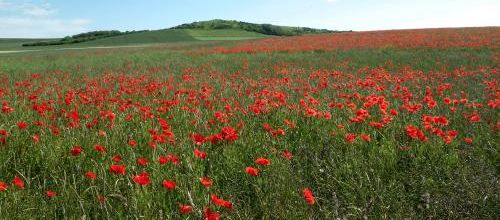 Photos de la sortie de dimanche 8/06 au mt de couple