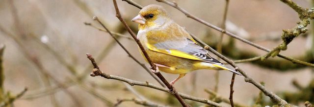 Portraits d'oiseaux (16): Le verdier (Carduelis chloris)
