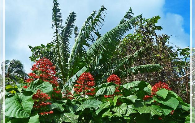 Clerodendron, Pagode, Pagoda flower (Clerodendrum paniculatum) - Raiatea - Polynésie française