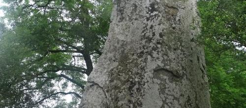 Le sentier des mégalithes à Kerzerho - Erdeven - Morbihan -Les Géants - Les alignements