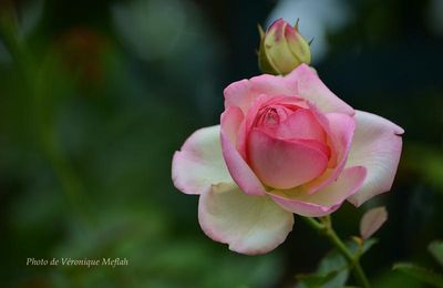 La photo du weekend : Mon amie la rose ... 
