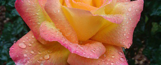 Les princesses des fleurs