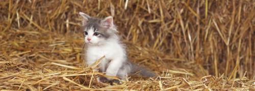 Trois petits chats Grandeurs Nature
