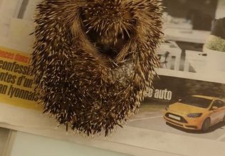 Des nouvelles de bébé kipik