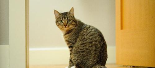 Les chats qui miaulent pour entrer ou sortir