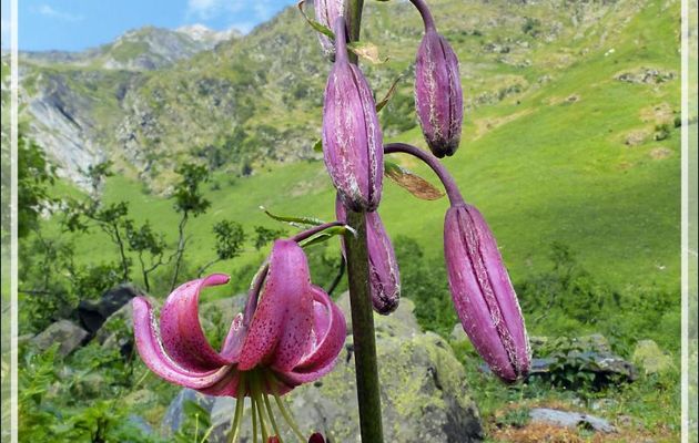 Lis martagon (Lilium martagon) - Artiga de Lin - Es Bordes - Val d'Aran - Espagne