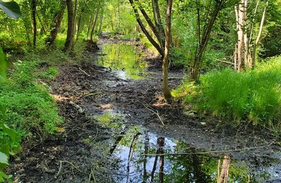 De la Seine à l'Essonne (5/6) : les marais