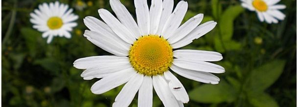 Lac des Minimes : Petites marguerites