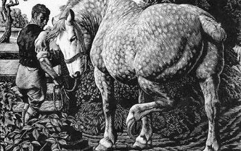Le percheron ... 