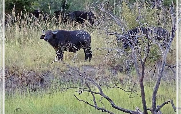 Buffle noir, African buffalo (Syncerus caffer) - Fleuve Zambèze - Zimbabwe