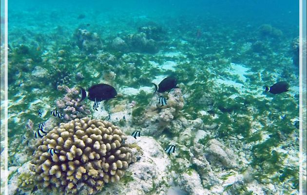  Snorkeling : Chirurgiens à marque noire et Demoiselles à trois bandes, et algues filamenteuses - Moofushi - Atoll d'Ari - Maldives