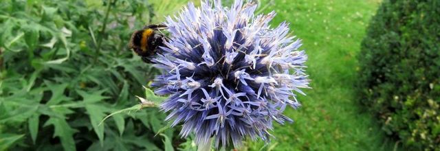 des bourdons et autres