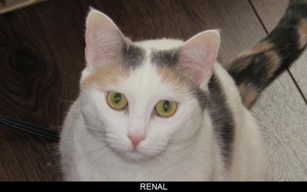 Agir et penser comme un chat (14)