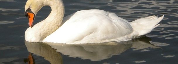 Lac des Minimes : Ma famille cygne (3)