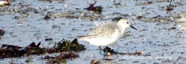 Oiseaux du littoral de la côte de Jade - 2019