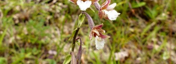 Epipactis palustris   -  épipactis des marais