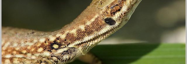 Lézard des Murailles (2) - Podarcis muralis