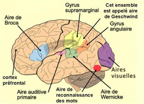 La reconnaissance des visages et des lettres.