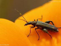 Oedemera flavipes ♂ et ♀